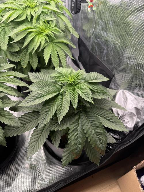 Můj první grow. Week 5