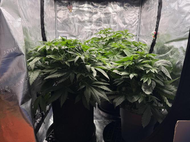 Můj první grow. Week 6