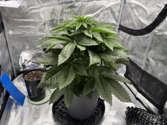 Můj první grow. Week 6 - Gorilla Melon