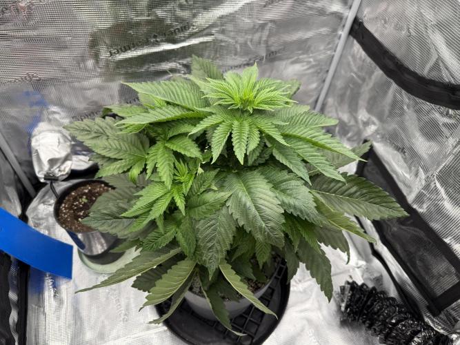 Můj první grow. Week 6 - Gorilla melon