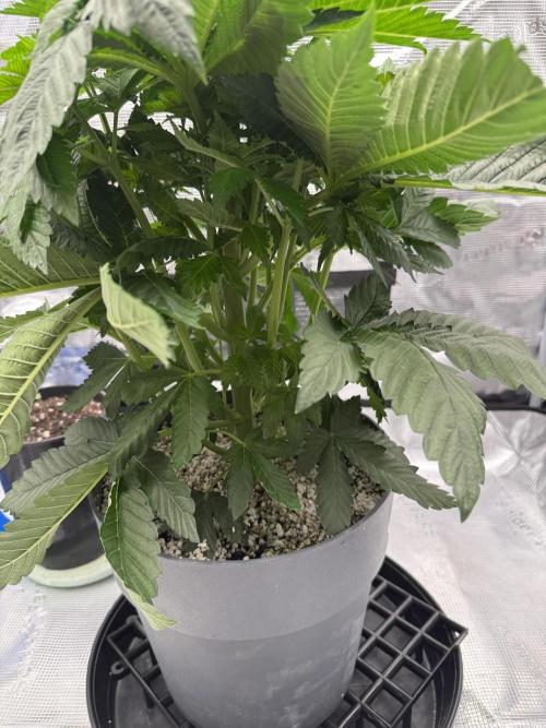 Můj první grow. Week 6 - 🦍 🍉 
