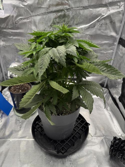 Můj první grow. Week 6 - 🦍 🍉