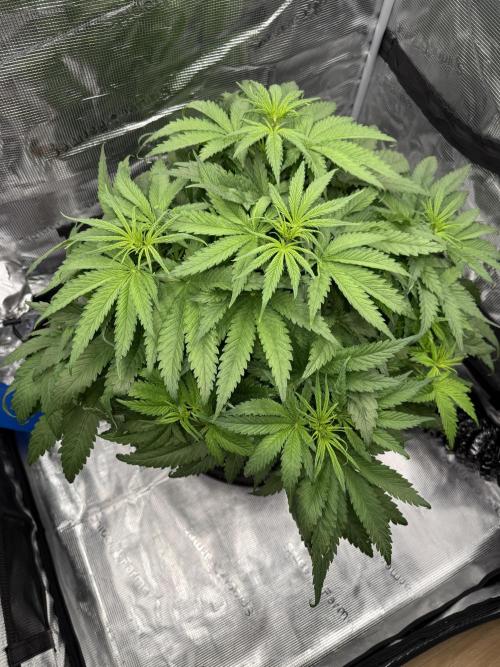 Můj první grow. Week 6 - GG4