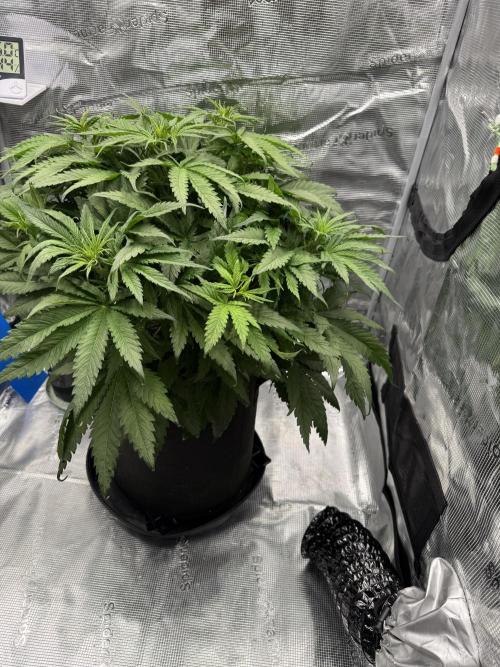 Můj první grow. Week 6 - GG4