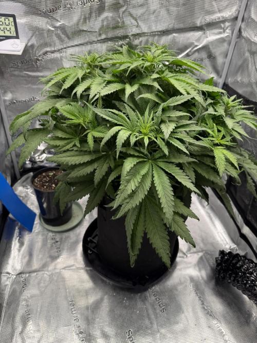 Můj první grow. Week 6 - GG4