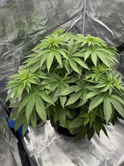 Můj první grow. Week 6 - Lemon Mandarin
