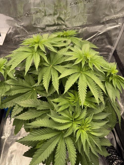 Můj první grow. Week 6 - 🍋 🍊 