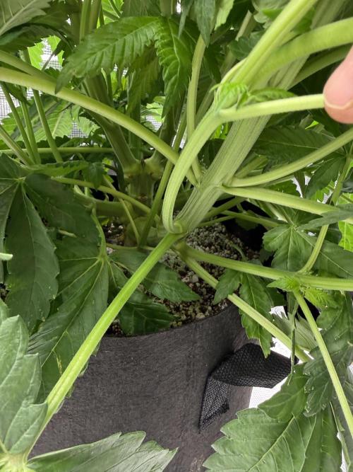 Můj první grow. Week 6 - 🍋 🍊