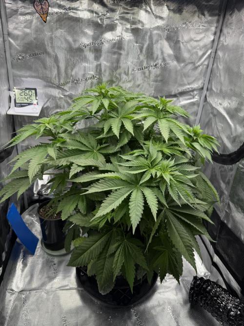 Můj první grow. Week 6 - 🍋 🍊