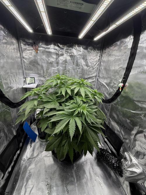 Můj první grow. Week 6 - 🍋 🍊