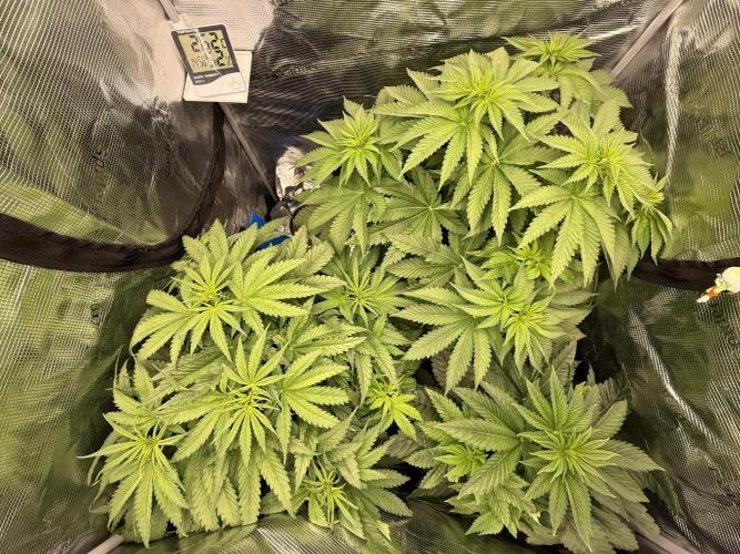 Můj první grow. Week 6 - In da house 
