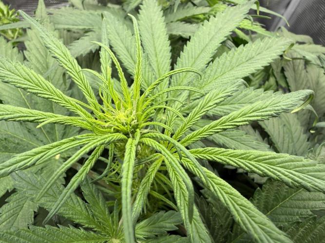Můj první grow. Week 7 - GG4