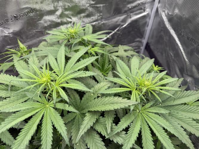 Můj první grow. Week 7 - GG4