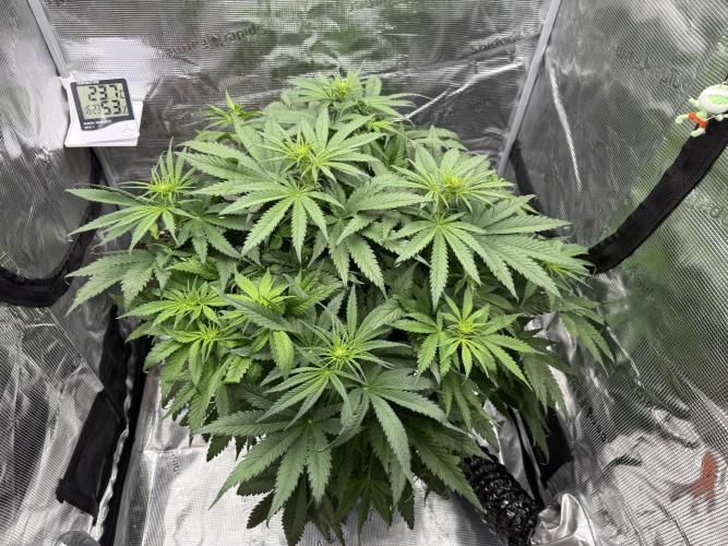 Můj první grow. Week 7 - GG4