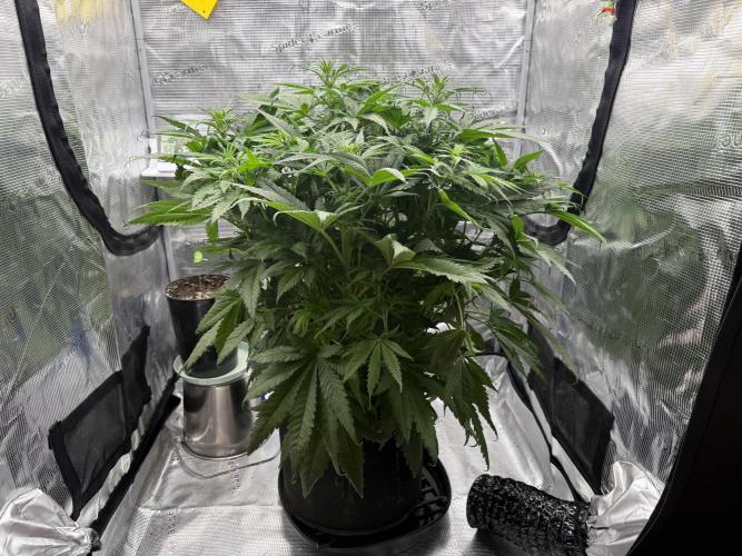 Můj první grow. Week 7 - GG4