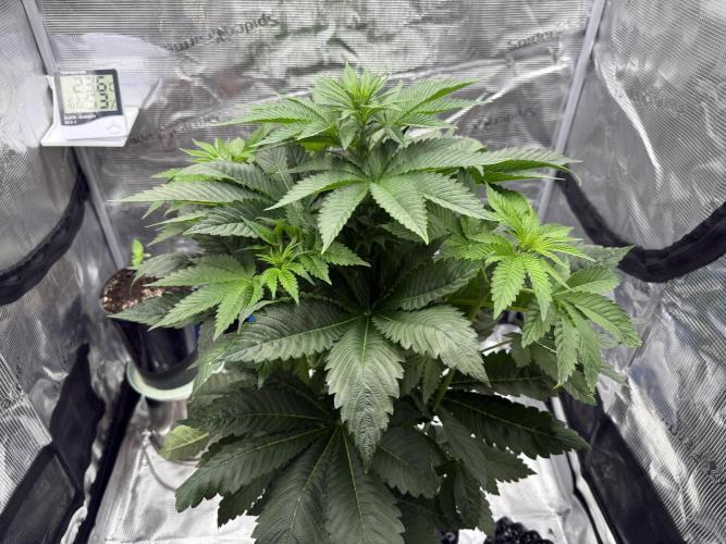 Můj první grow. Week 7 - Gorilla melon
