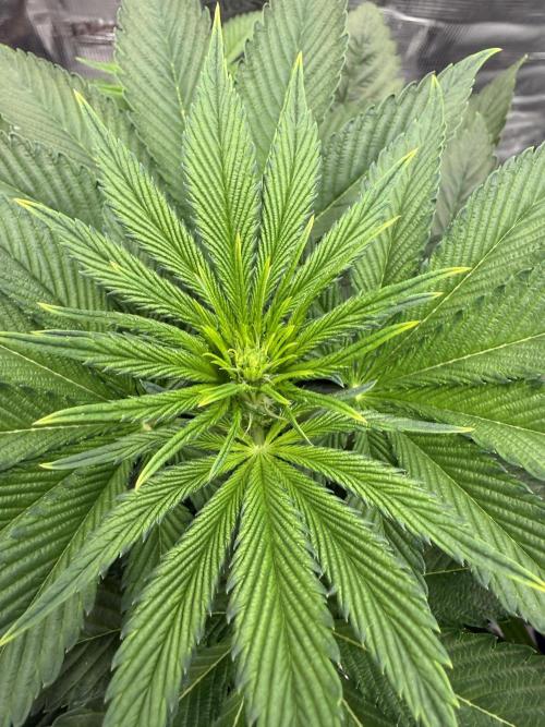 Můj první grow. Week 7 - Gorilla melon
