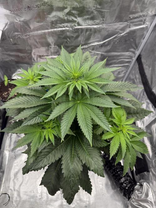 Můj první grow. Week 7 - Gorilla melon