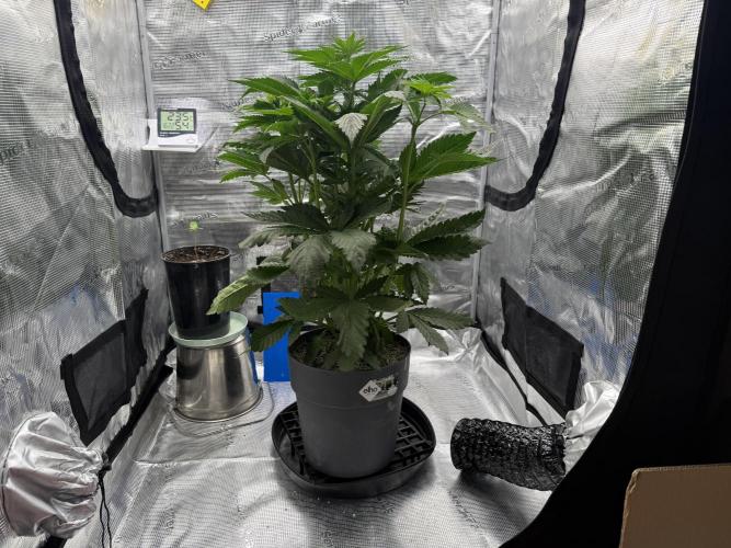 Můj první grow. Week 7 - Gorilla melon