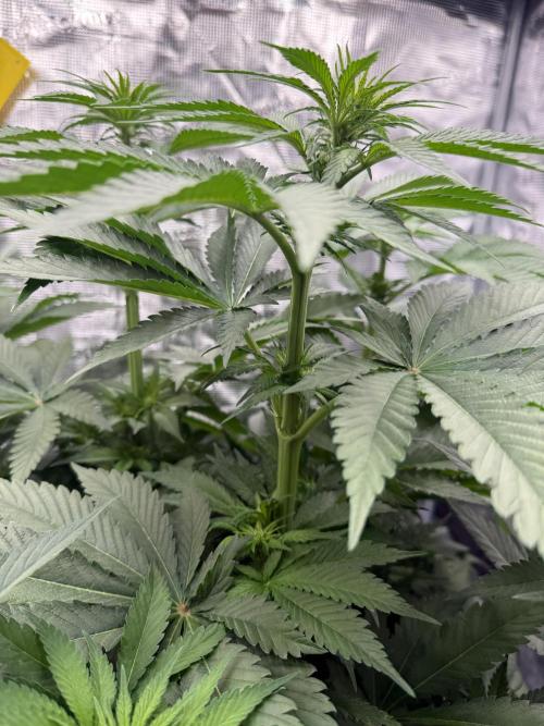 Můj první grow. Week 7 - Lemon mandarin
