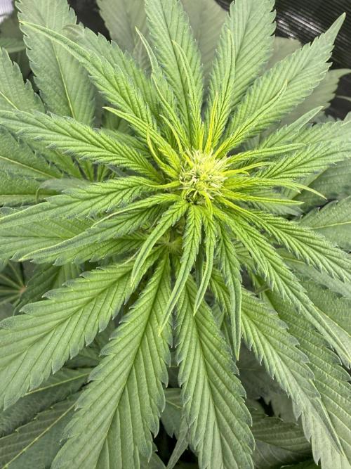 Můj první grow. Week 7 - Lemon mandarin 
