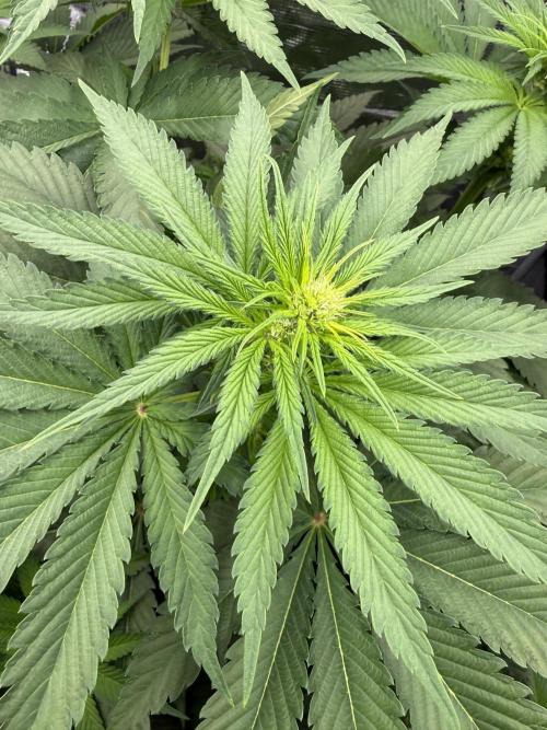 Můj první grow. Week 7 - Lemon mandarin