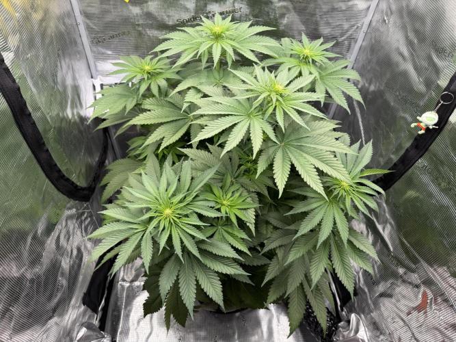 Můj první grow. Week 7 - Lemon mandarin