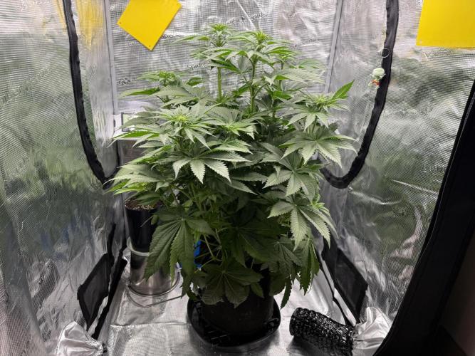 Můj první grow. Week 7 - Lemon mandarin