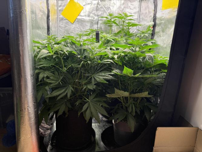 Můj první grow. Week 7 - Všichni společně 