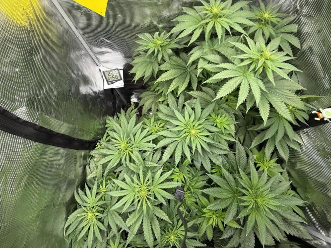 Můj první grow. Week 7 - 😬