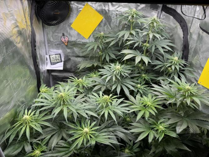 Můj první grow. Week 8
