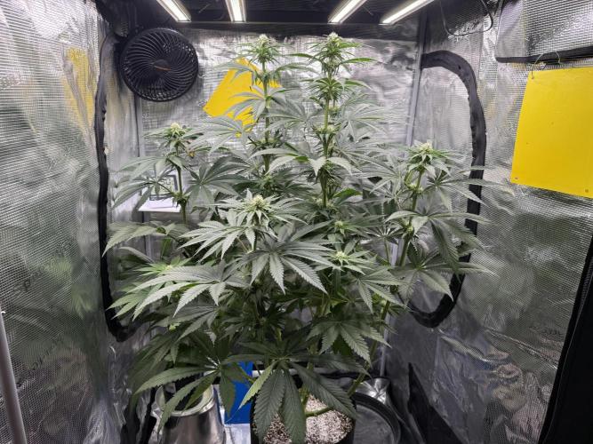 Můj první grow. Week 8 - Lemon mandarin