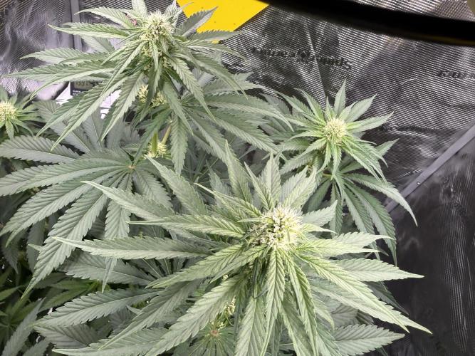 Můj první grow. Week 8 - Lemon mandarine