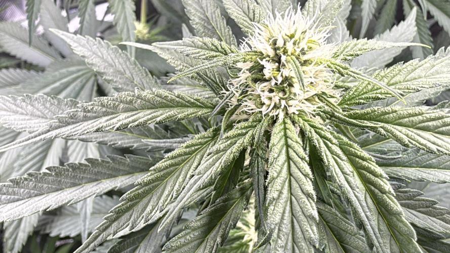 Můj první grow. Week 8 - Lemon mandarin