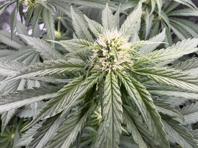 Můj první grow. Week 8