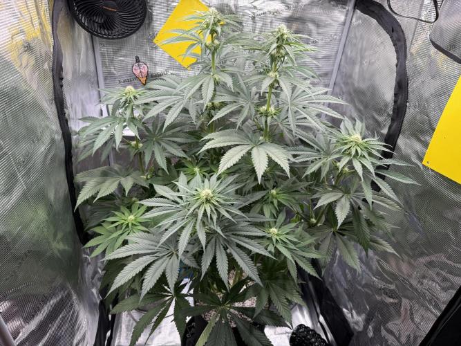Můj první grow. Week 8