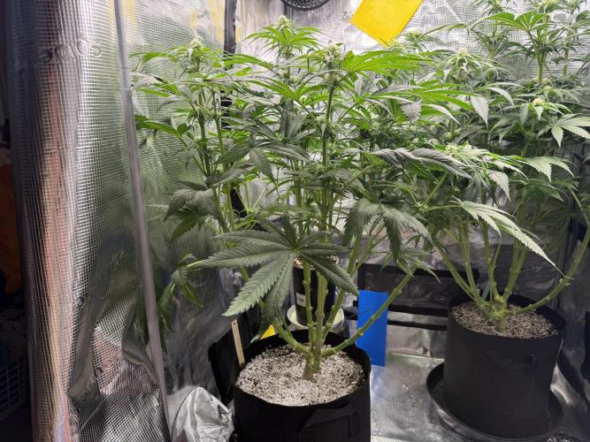 Můj první grow. Week 8 - GG4