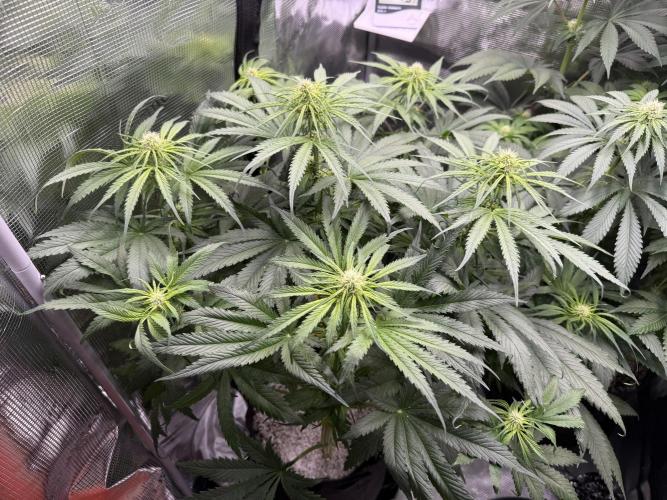 Můj první grow. Week 8 - GG4