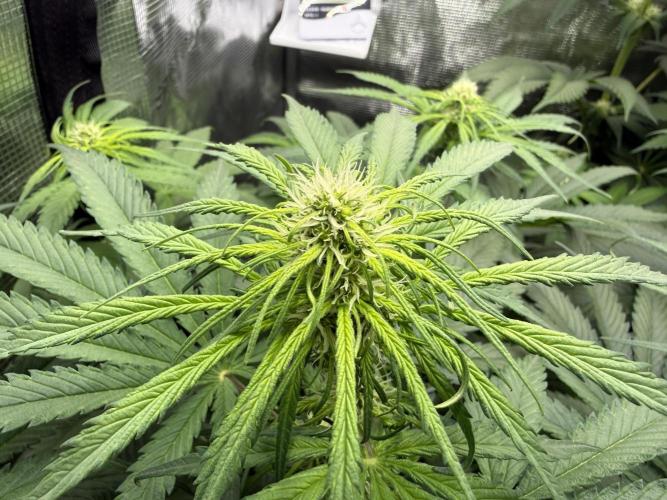 Můj první grow. Week 8 - GG4