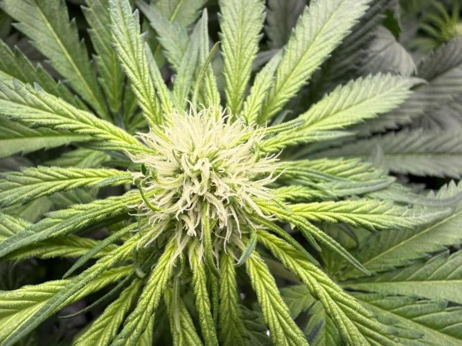 Můj první grow. Week 8 - GG4