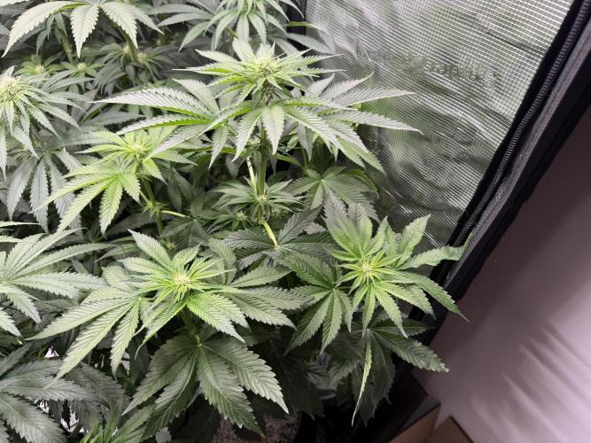 Můj první grow. Week 8 - Gorilla melon