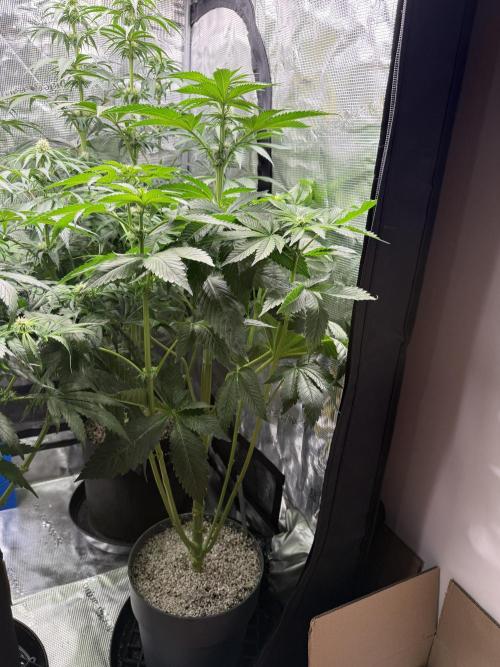 Můj první grow. Week 8 - Gorilla melon