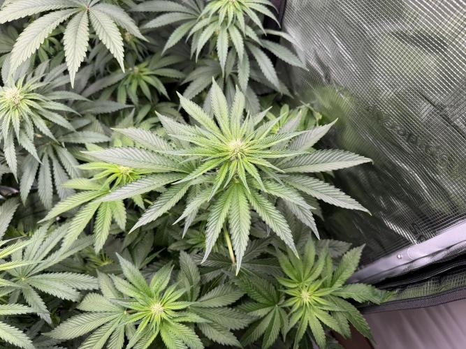 Můj první grow. Week 8 - Gorilla melon