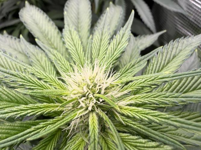Můj první grow. Week 8 - Gorilla melon