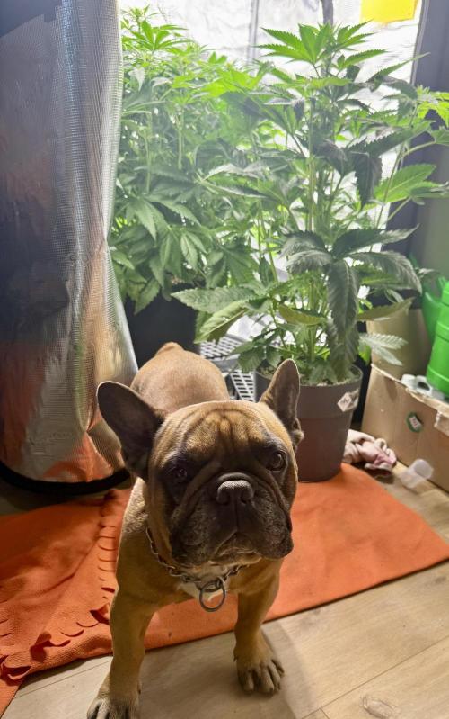 Můj první grow. Week 8 - ✌️