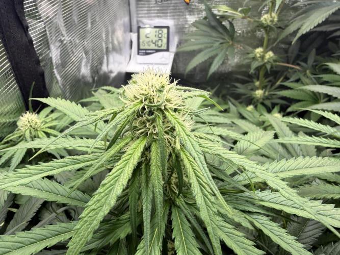 Můj první grow. Week 9 - GG4