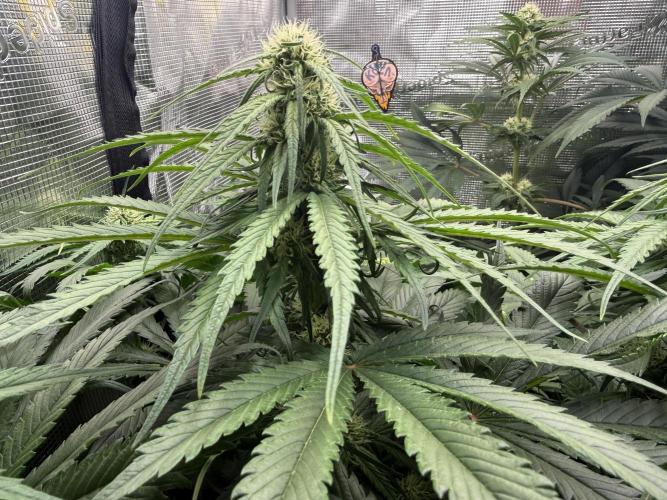 Můj první grow. Week 9 - GG4