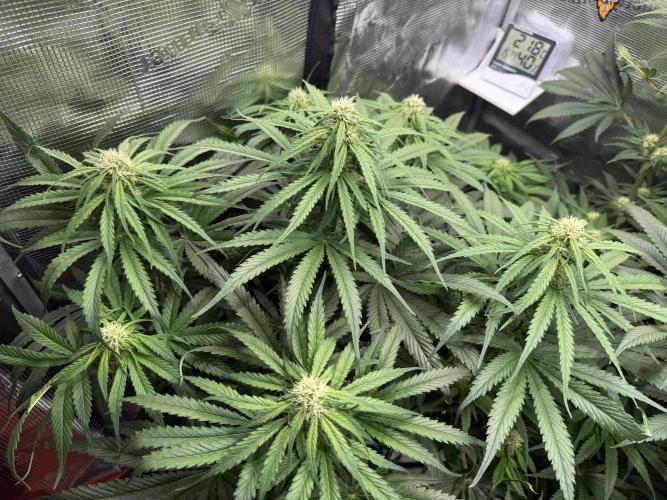 Můj první grow. Week 9 - GG4
