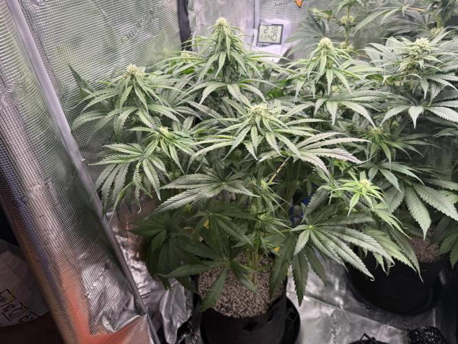 Můj první grow. Week 9 - GG4