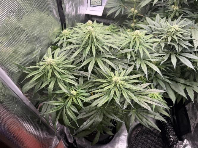 Můj první grow. Week 9 - GG4